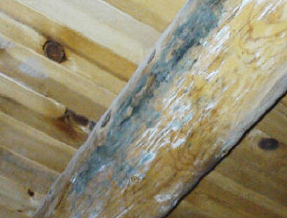Mold on ceiling beam