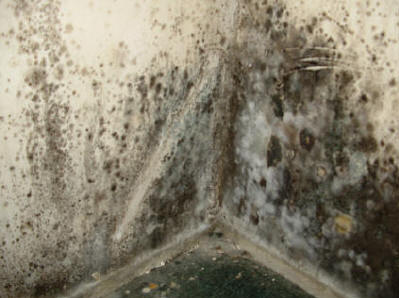 Mold on basement wall